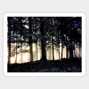 Sun rays tree trunks / Swiss Artwork Photography Sticker